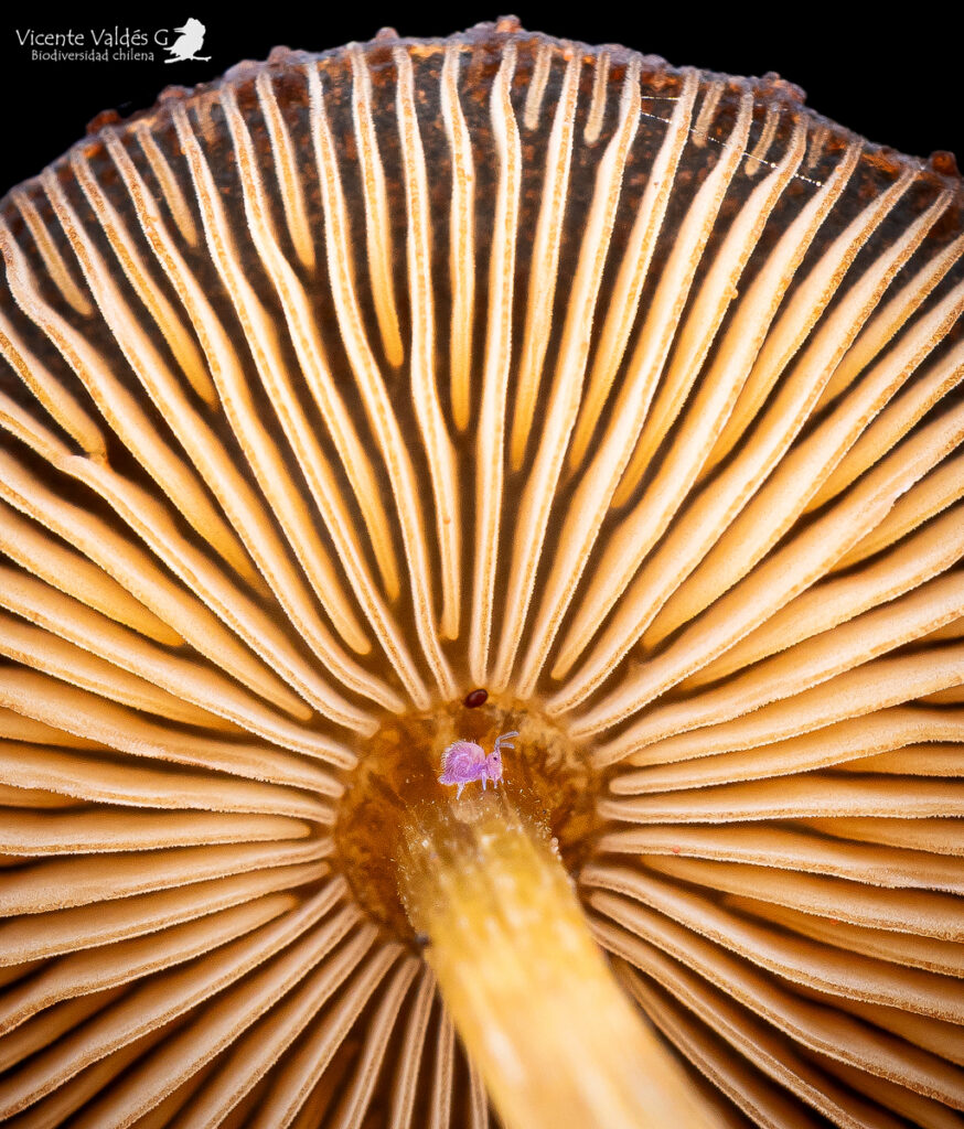Symphypleona. Créditos Vicente Valdés Guzmán.