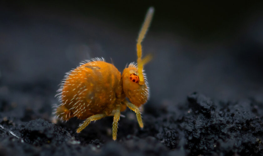 ¿Has escuchado hablar de los colémbolos? Descubre a estos inadvertidos habitantes del mundo en miniatura