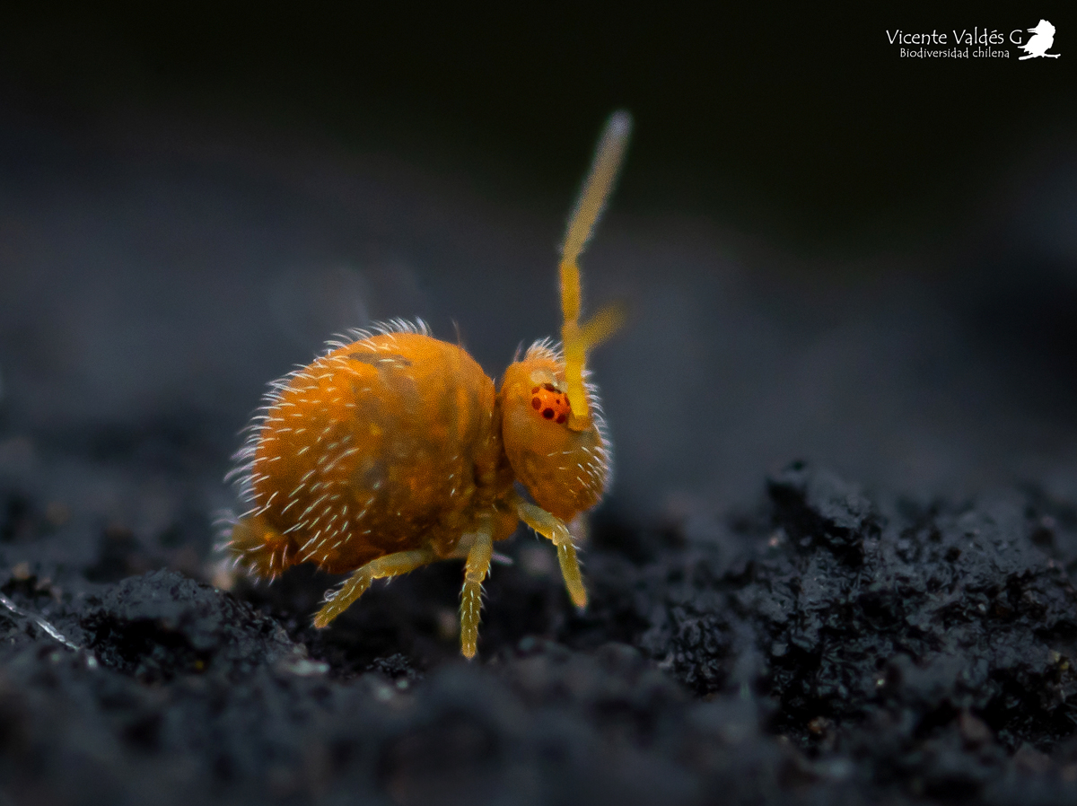 ¿Has escuchado hablar de los colémbolos? Descubre a estos inadvertidos habitantes del mundo en miniatura