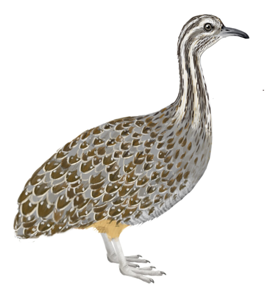 Perdiz austral Daniel Martínez-Piña, Museo Ediciones