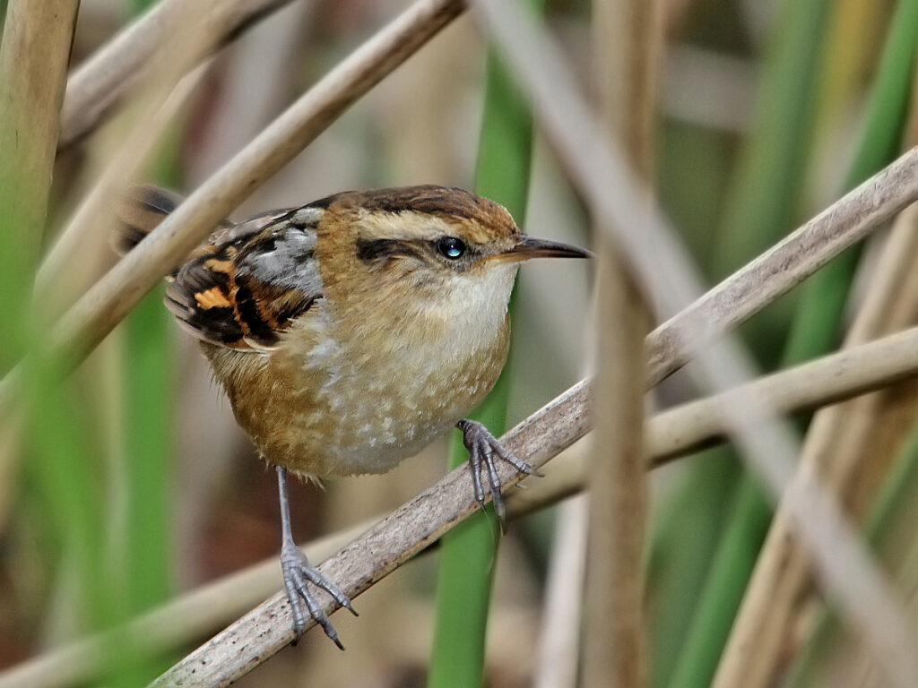 Trabajador © Adrian Braidotti INaturalist