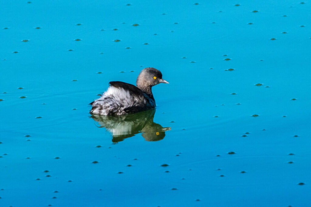 El zambullidor menor (Tachybaptus dominicus). Foto: cortesía Javier Alcalá / Lugares Pajarosos