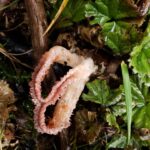 Laternea triscapa. Créditos: Roy Mackenzie / INaturalist.