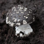Amanita galactica. Créditos: Giuliana Furci / Fundación Fungi.