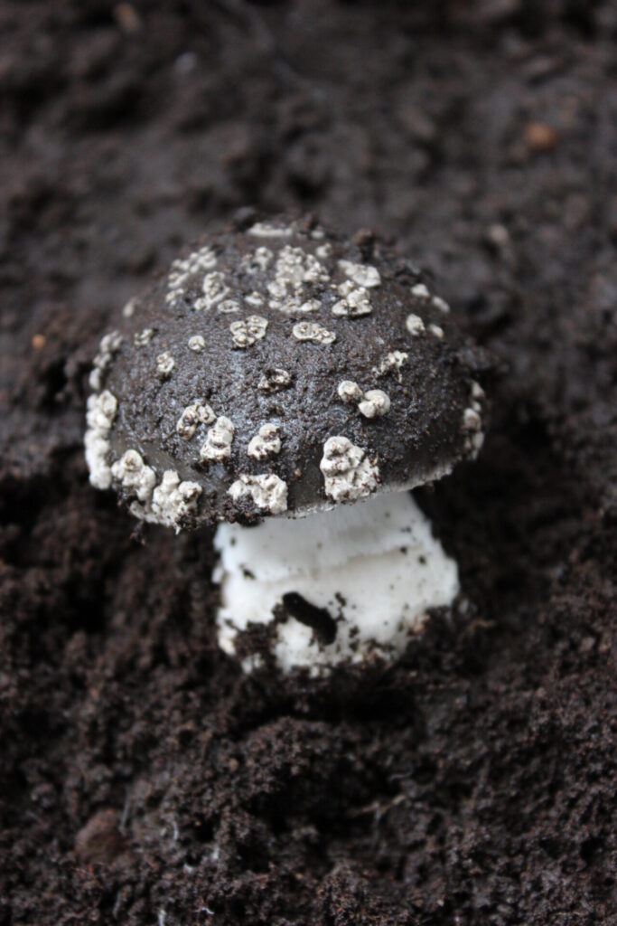 Amanita galactica. Créditos: Giuliana Furci / Fundación Fungi.