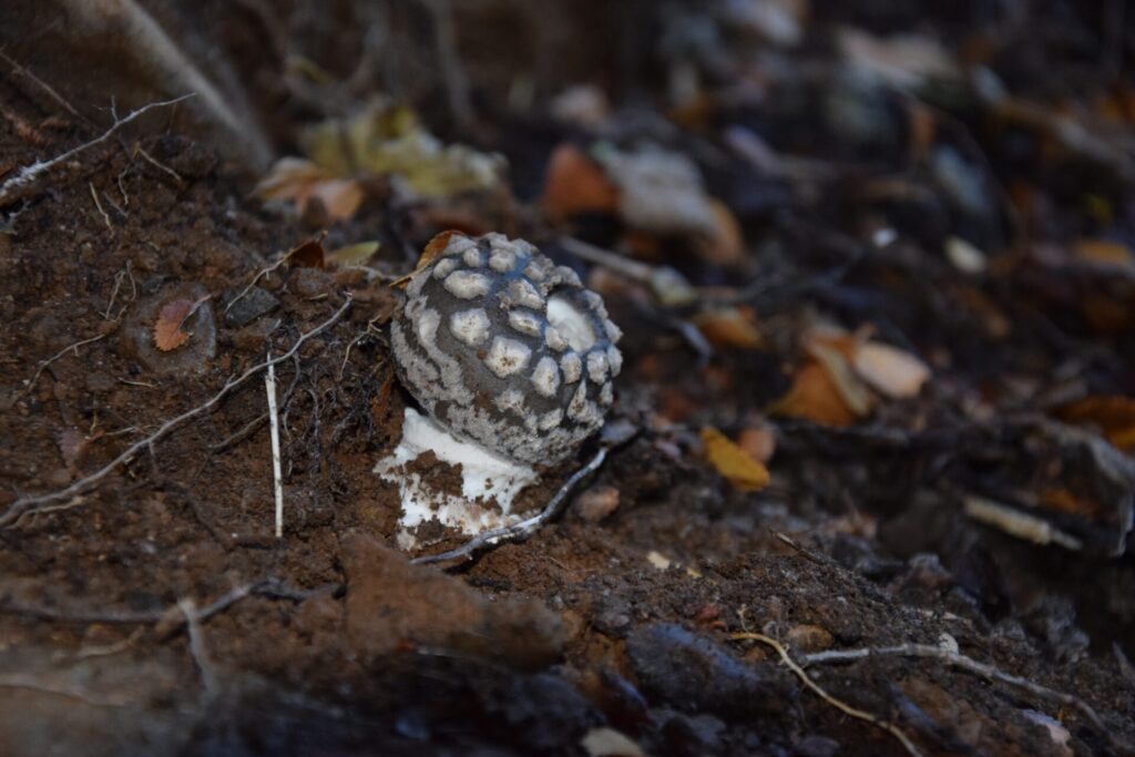 Amanita galactica. Créditos: María Paz Latorre / INaturalist.