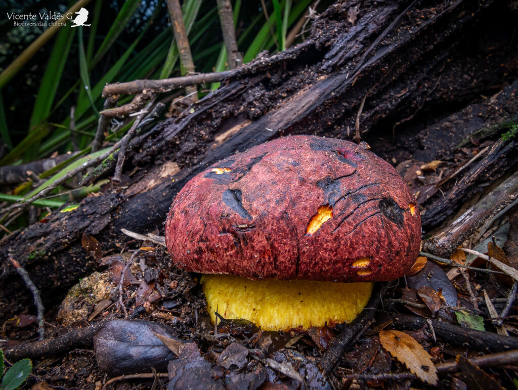 Butyriboletus loyo. Créditos: Vicente Valdés Guzmán. 