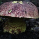 Butyriboletus loyo. Créditos: Dinelly Soto.