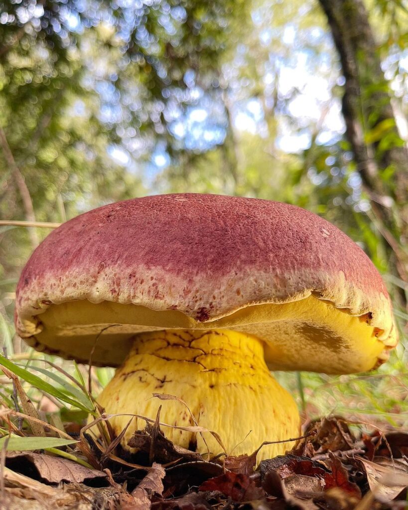 Butyriboletus loyo. Créditos: Giuliana Furci / Fundación Fungi.