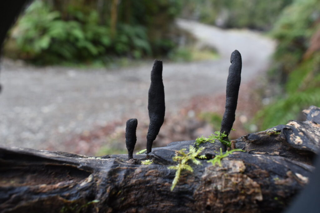 Xylaria polymorpha. Créditos: Chilwefungi/ INaturalist.