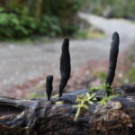 Xylaria polymorpha. Créditos: Chilwefungi/ INaturalist.