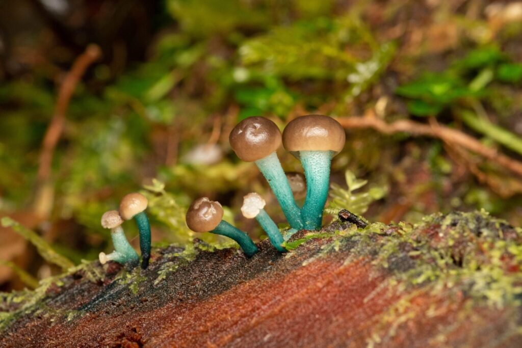 Chlorovibrissea chilensis. Créditos: Alexander Rehbein/ INaturalist.