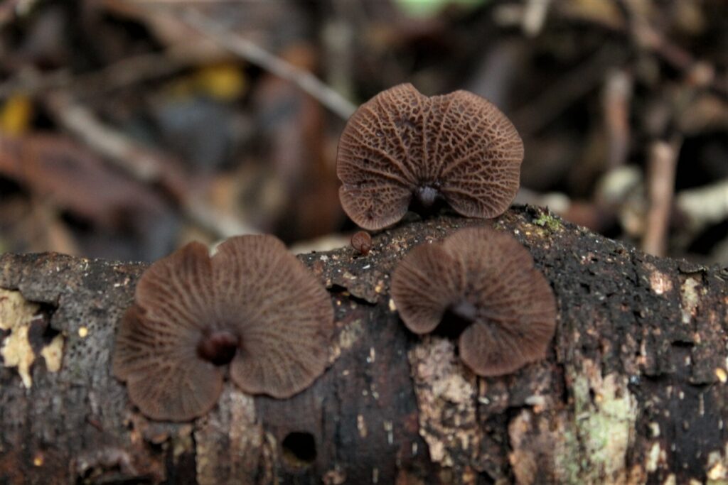 Gymnopanella nothofagi. Créditos: Dinelly Soto.