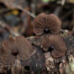 Gymnopanella nothofagi. Créditos: Dinelly Soto.