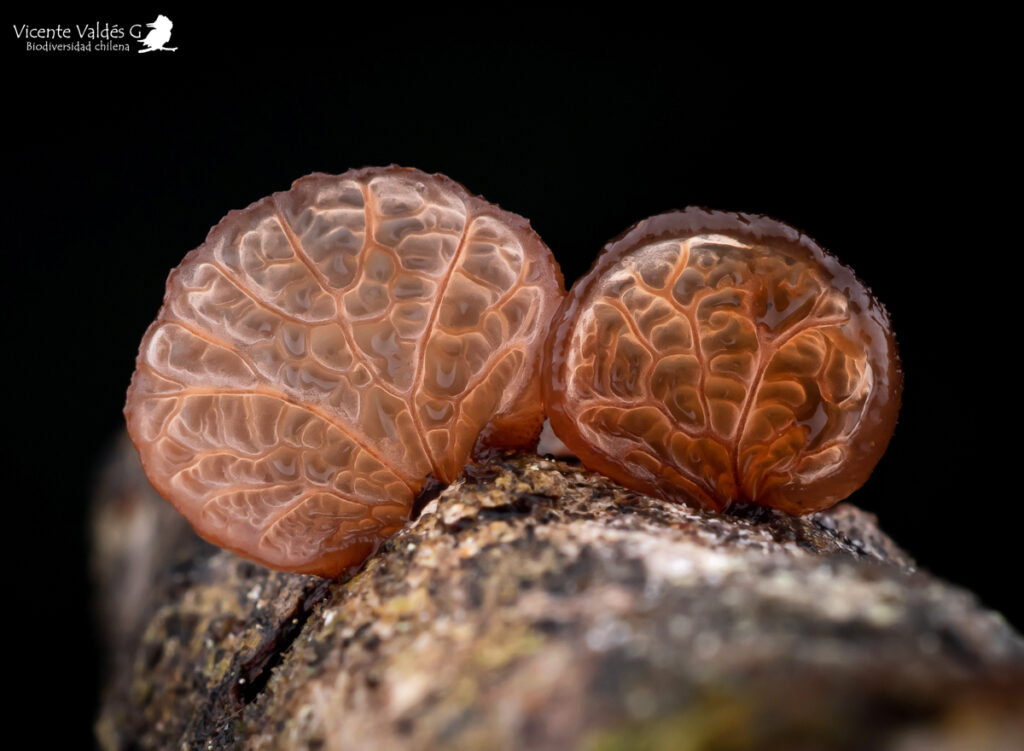 Gymnopanella nothofagi. Créditos: Vicente Valdés Guzmán.