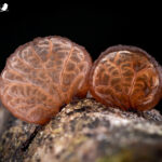 Gymnopanella nothofagi. Créditos: Vicente Valdés Guzmán.