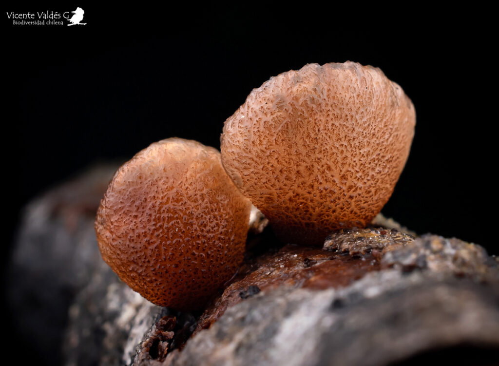 Gymnopanella nothofagi. Créditos: Vicente Valdés Guzmán. 