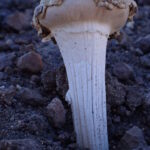 Chlamydopus meyenianus. Créditos: Dinelly Soto.