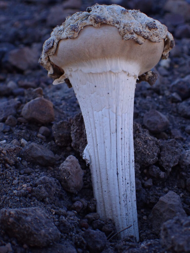Chlamydopus meyenianus. Créditos: Dinelly Soto.