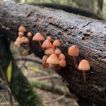Mycena haematopus. Créditos: gabicontrerasb / INaturalist.