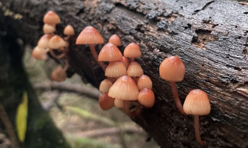 ¿Cuáles has visto? Conoce estas alucinantes especies de hongos que vemos en Chile