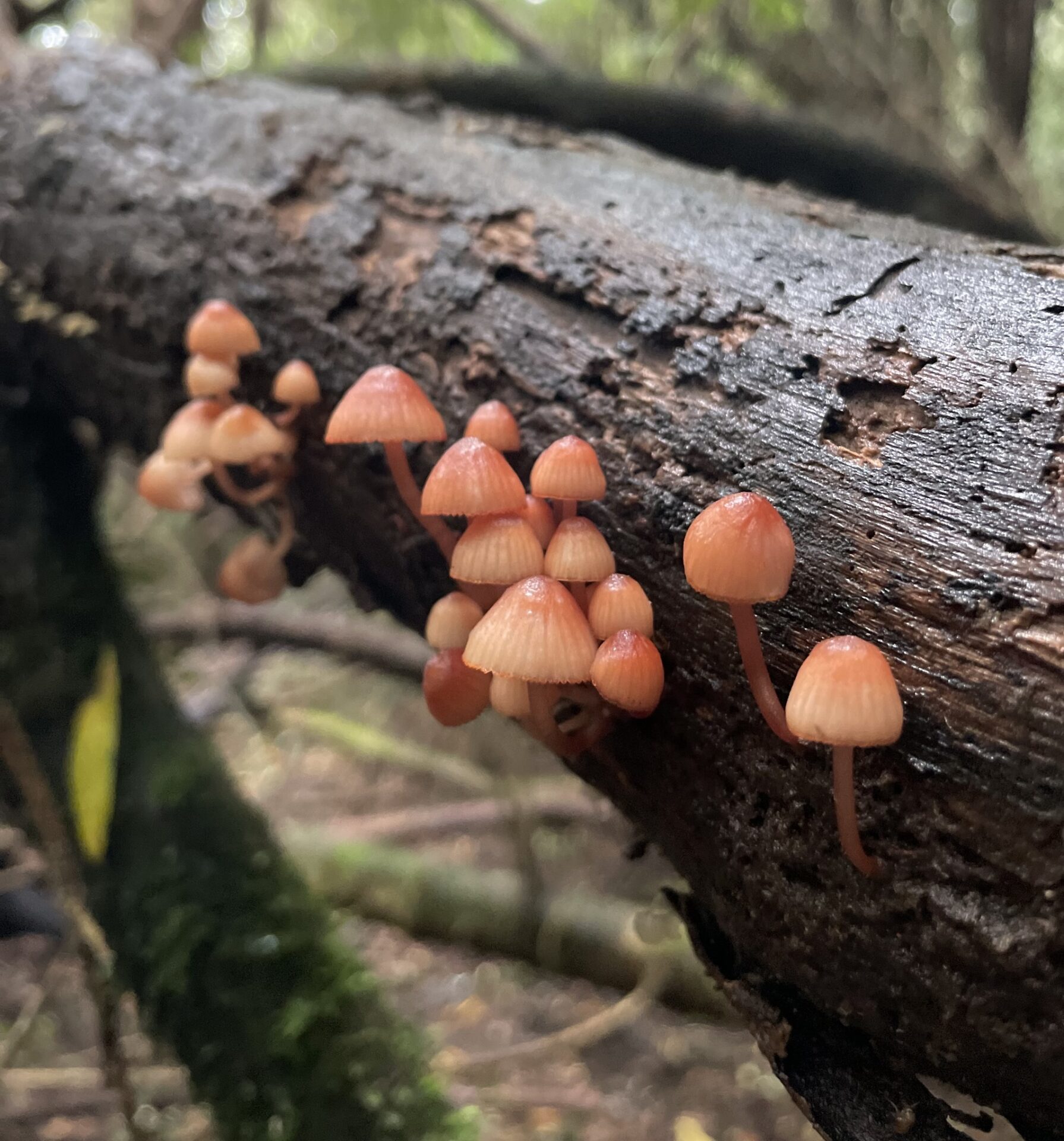 ¿Cuáles has visto? Conoce estas alucinantes especies de hongos que vemos en Chile