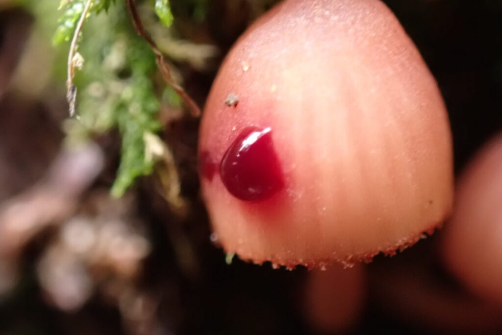 Mycena haematopus. Créditos: Dinelly Soto 