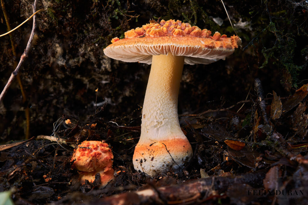 Amanita aurantiovelata. Créditos: Felix Durán / INaturalist.