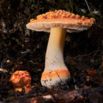 Amanita aurantiovelata. Créditos: Felix Durán / INaturalist.