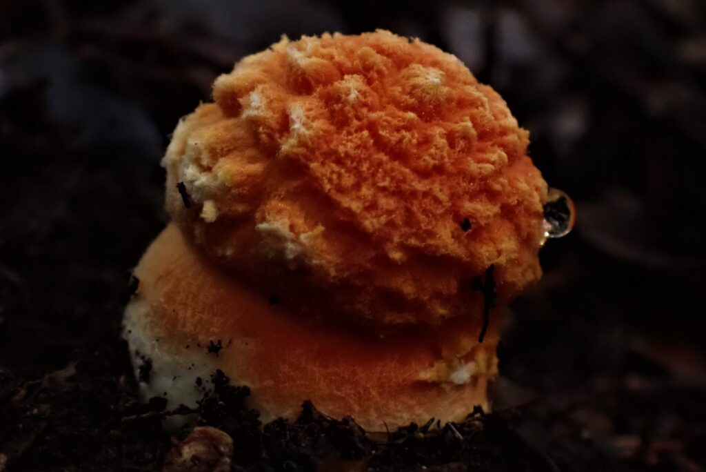 Amanita aurantiovelata. Créditos: Dinelly Soto 