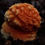 Amanita aurantiovelata. Créditos: Dinelly Soto