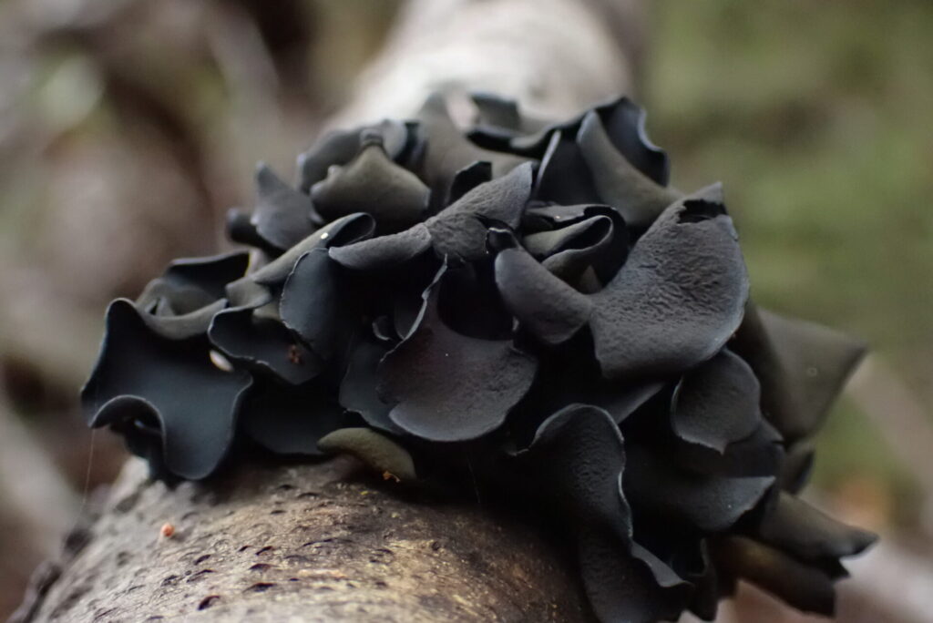 Ameghiniella australis. Créditos: Dinelly Soto