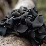 Ameghiniella australis. Créditos: Dinelly Soto