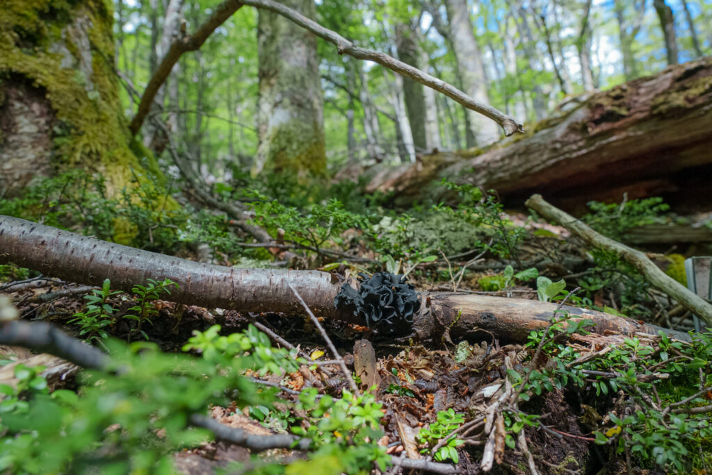 Ameghiniella australis. Créditos: Fundación Fungi.