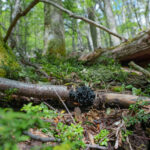 Ameghiniella australis. Créditos: Fundación Fungi.