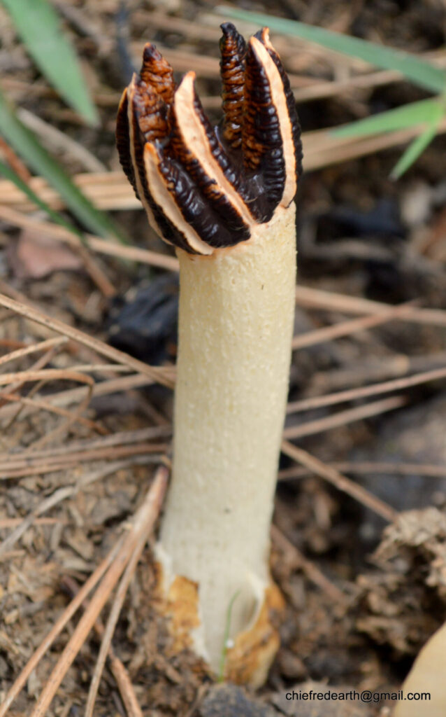 Lysurus cruciatus. Créditos Chief RedEarth / INaturalist.