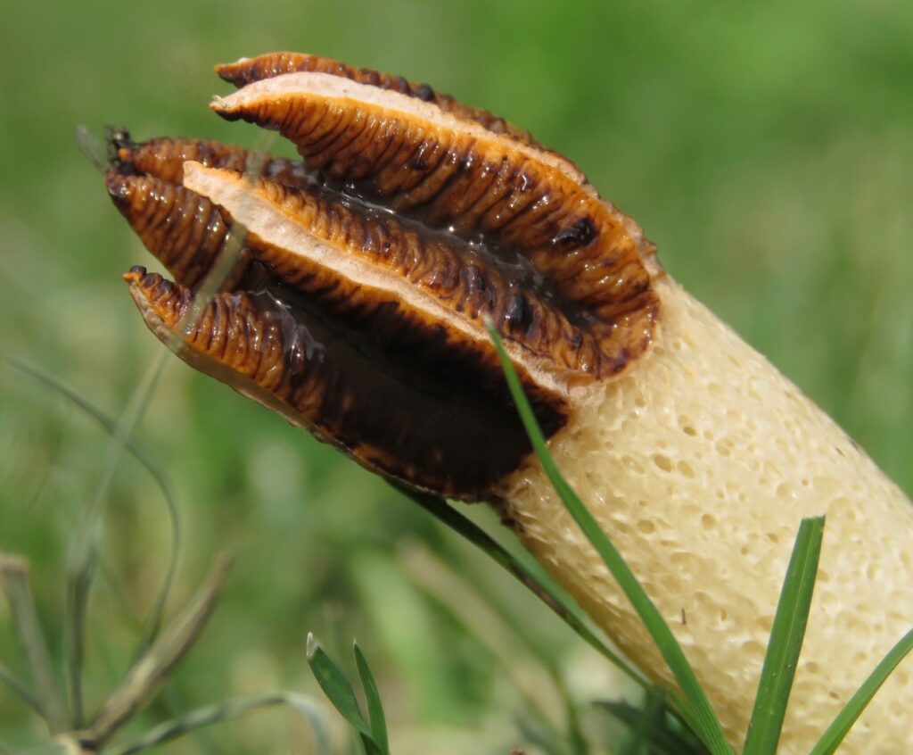 Lysurus cruciatus Créditos Rich Hoyer INaturalist.