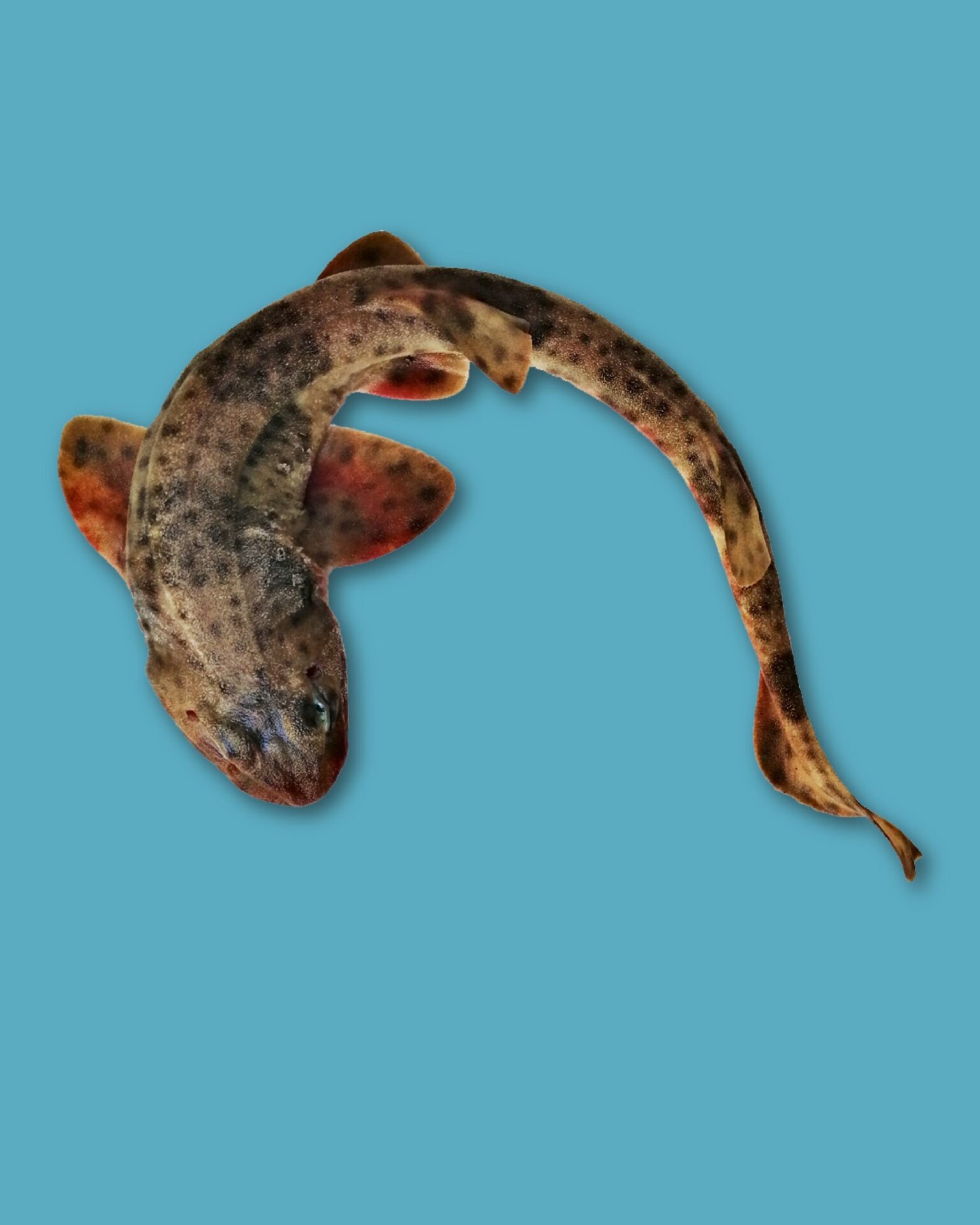 Descubriendo al tiburón pintarroja o gato, habitante emblemático de los mares de Chile