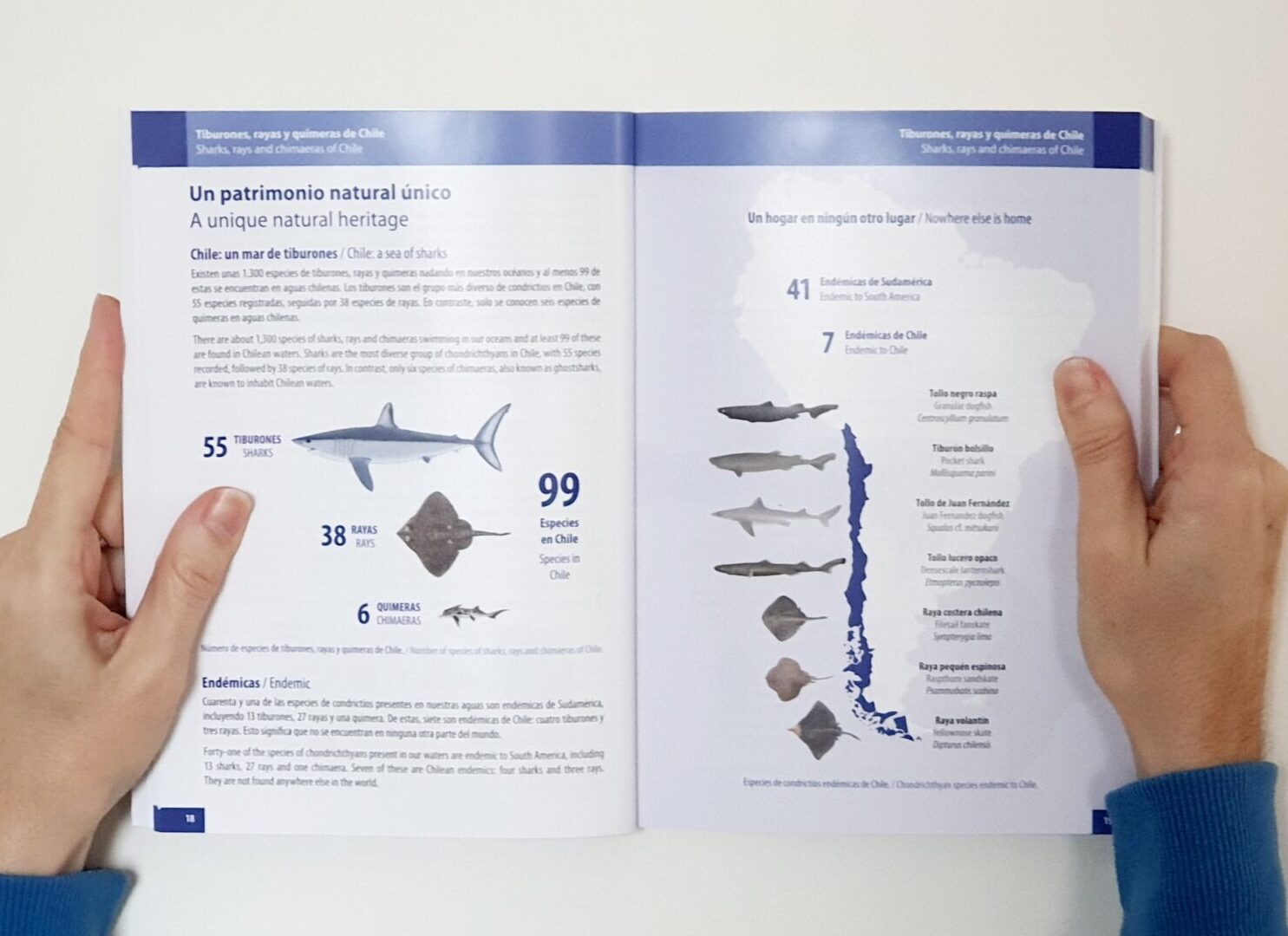Libro Tiburones, rayas y quimeras de Chile  fotografiado por Alma_Gartenstein