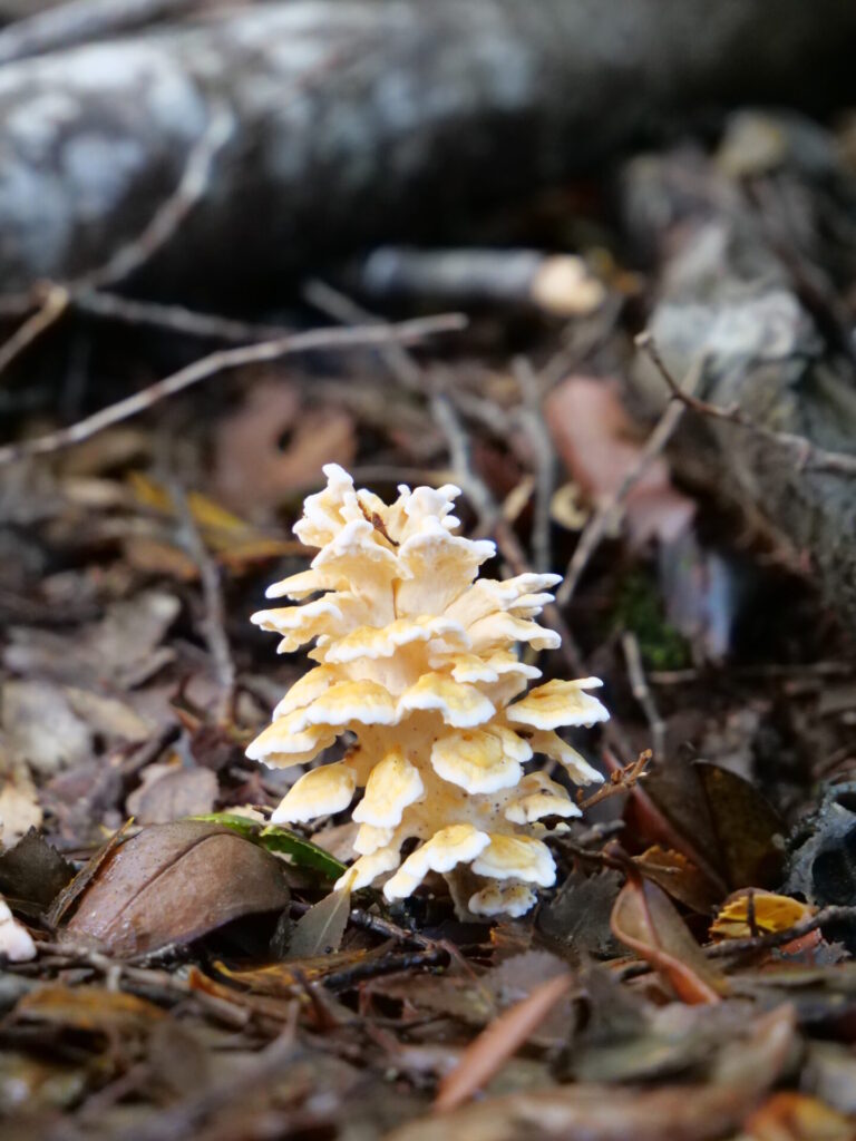 Podoserpula aliweni. Créditos: Giuliana Furci, Fundación Fungi