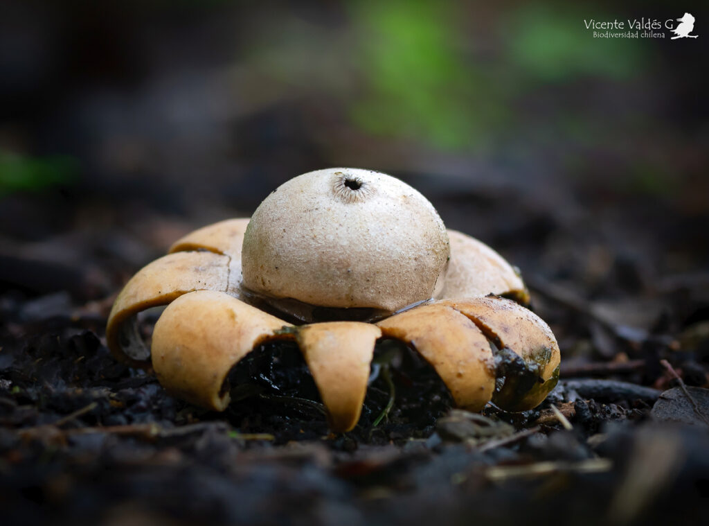Geastrum floriforme. Créditos: Vicente Valdés Guzmán. 