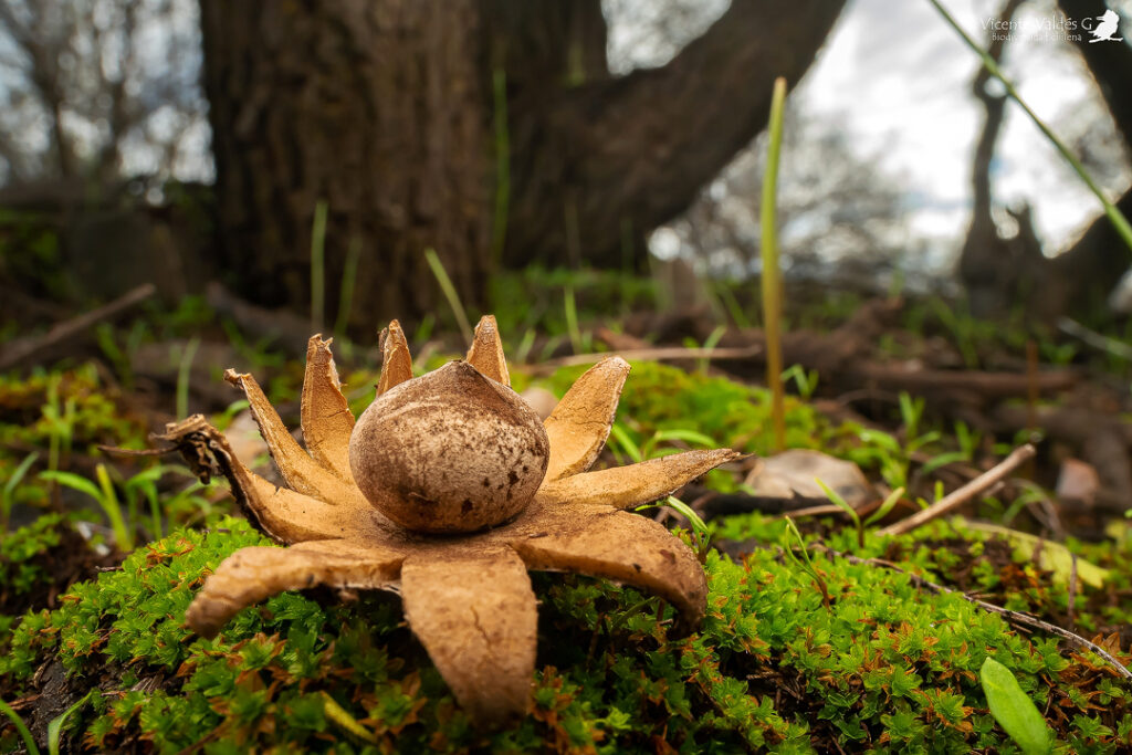 Geastrum floriforme. Créditos: Vicente Valdés Guzmán. 