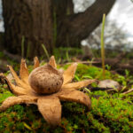 Geastrum floriforme. Créditos: Vicente Valdés Guzmán.