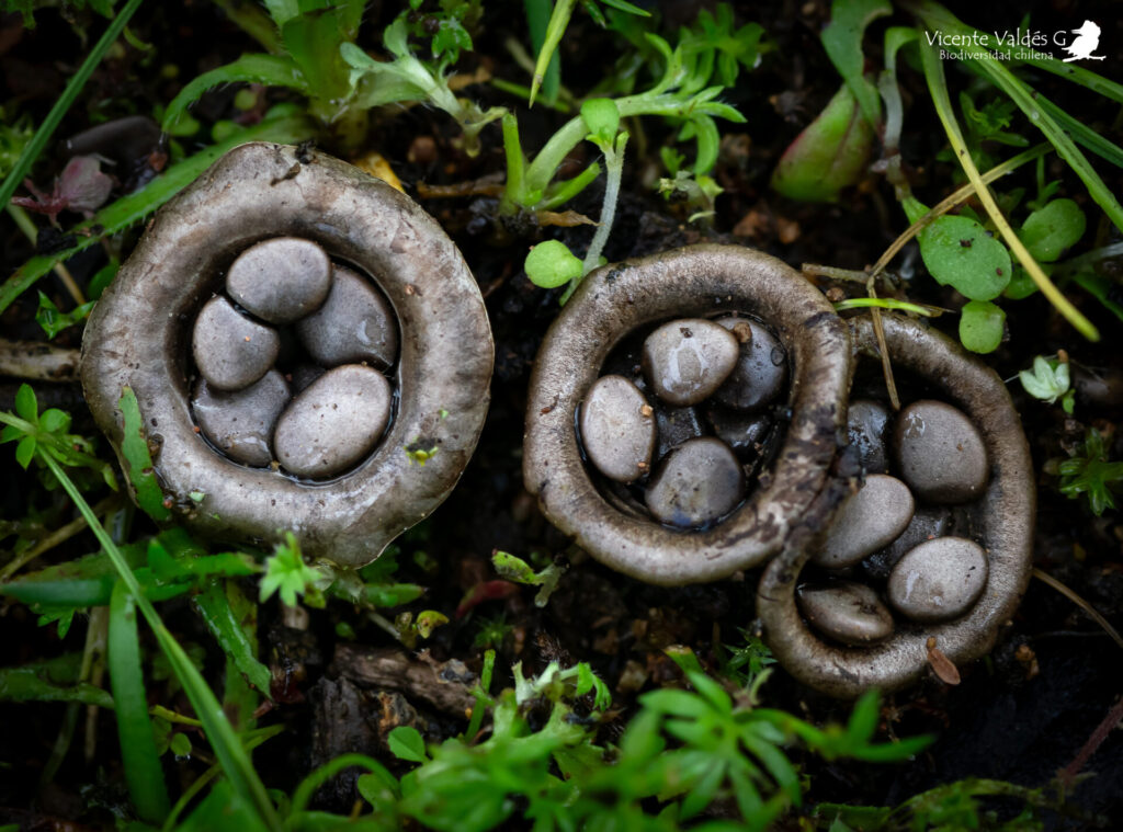Cyathus olla. Créditos: Vicente Valdés Guzmán. 