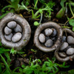 Cyathus olla. Créditos: Vicente Valdés Guzmán.