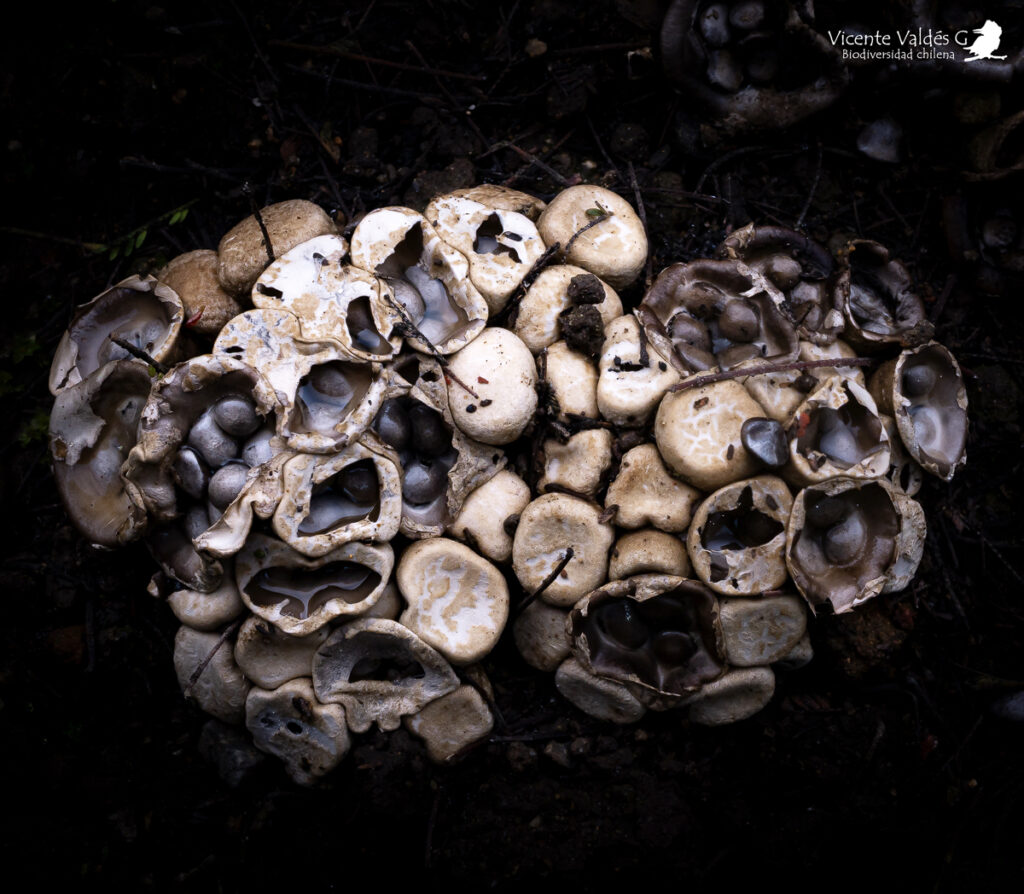 Cyathus olla. Créditos: Vicente Valdés Guzmán. 