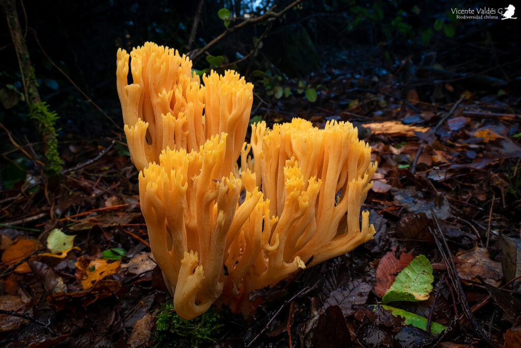 Ramaria cf. flava.  Créditos: Vicente Valdés Guzmán. 