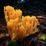 Ramaria cf. flava. Créditos: Vicente Valdés Guzmán.