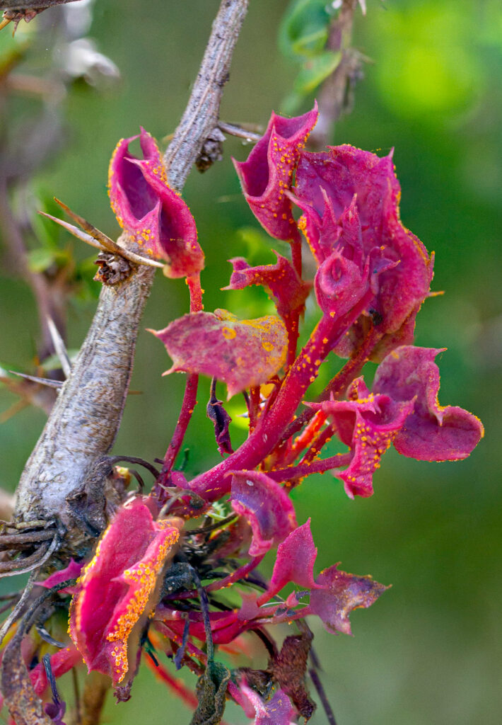 Puccinia magellanica. Créditos: MatiasG / INaturalist.