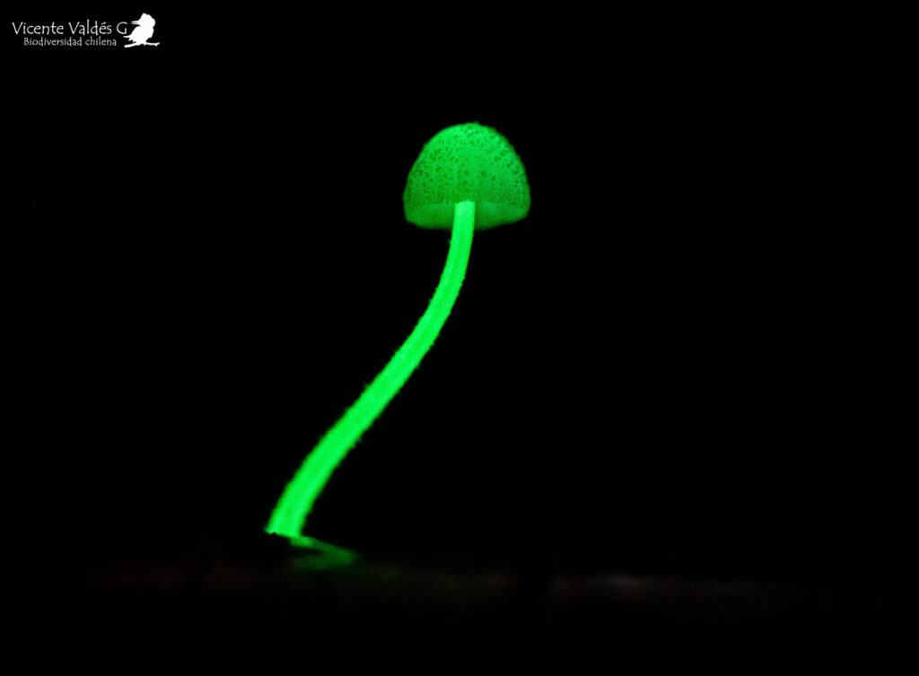Mycena luxaustralis. Créditos: Vicente Valdés Guzmán.
